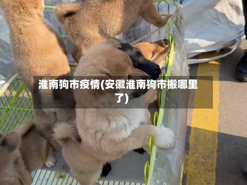 淮南狗市疫情(安徽淮南狗市搬哪里了)-第3张图片