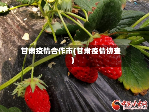 甘肃疫情合作市(甘肃疫情协查)-第3张图片