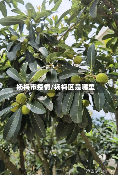 杨梅市疫情/杨梅区是哪里-第1张图片