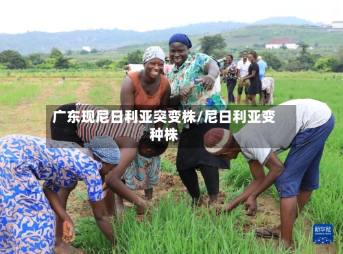 广东现尼日利亚突变株/尼日利亚变种株-第1张图片